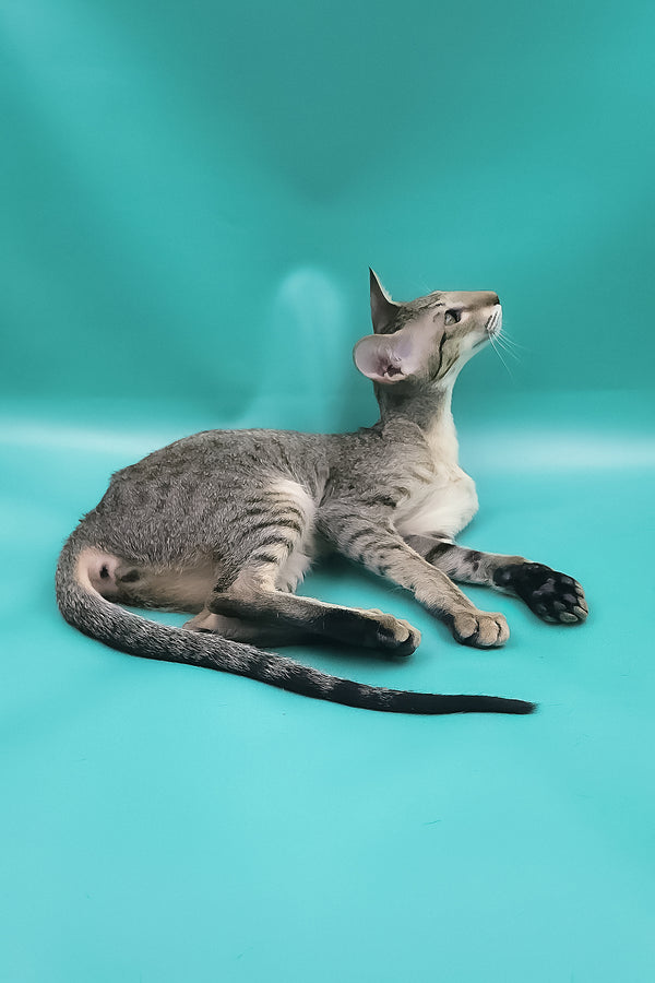 Layma | Oriental Shorthair Kitten