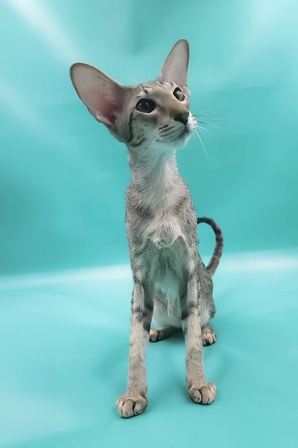 Layma | Oriental Shorthair Kitten