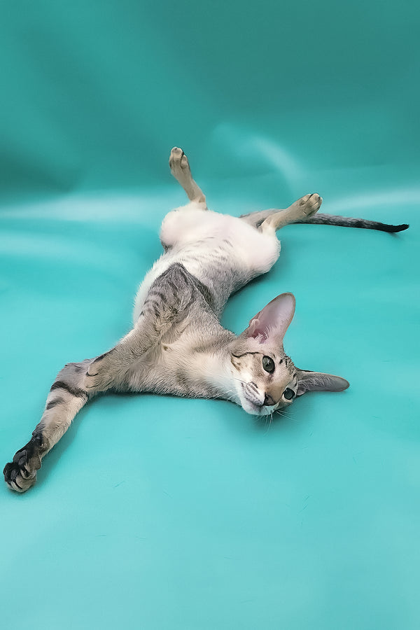 Layma | Oriental Shorthair Kitten