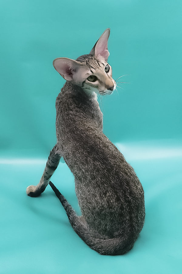 Layma | Oriental Shorthair Kitten