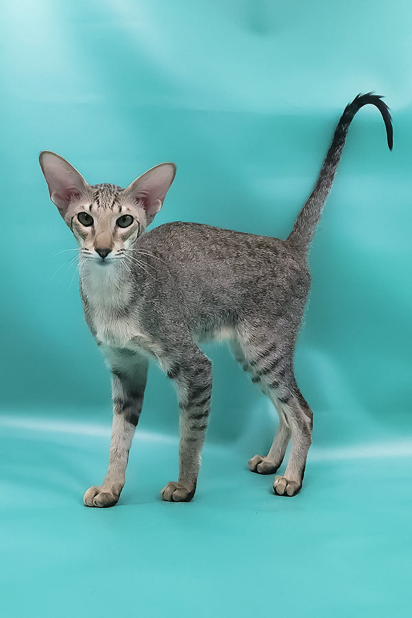 Layma | Oriental Shorthair Kitten