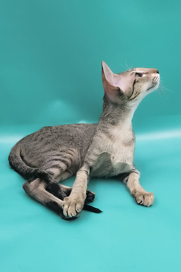 Layma | Oriental Shorthair Kitten