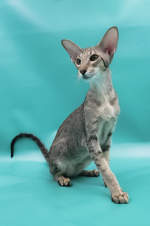 Layma | Oriental Shorthair Kitten