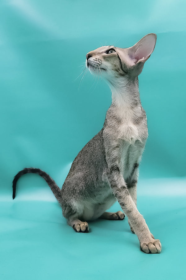 Layma | Oriental Shorthair Kitten
