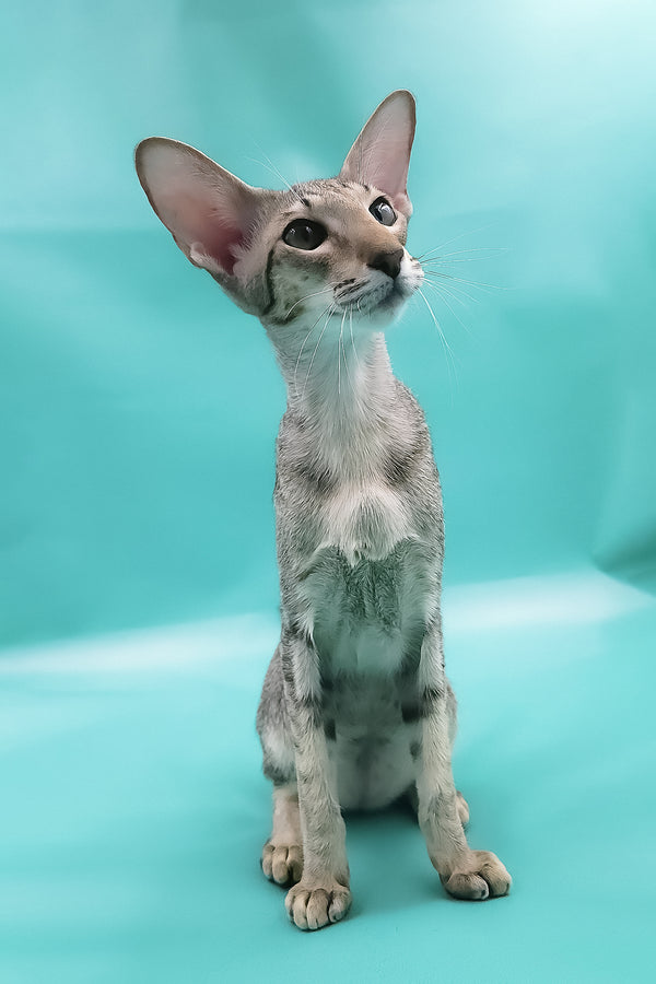 Layma | Oriental Shorthair Kitten
