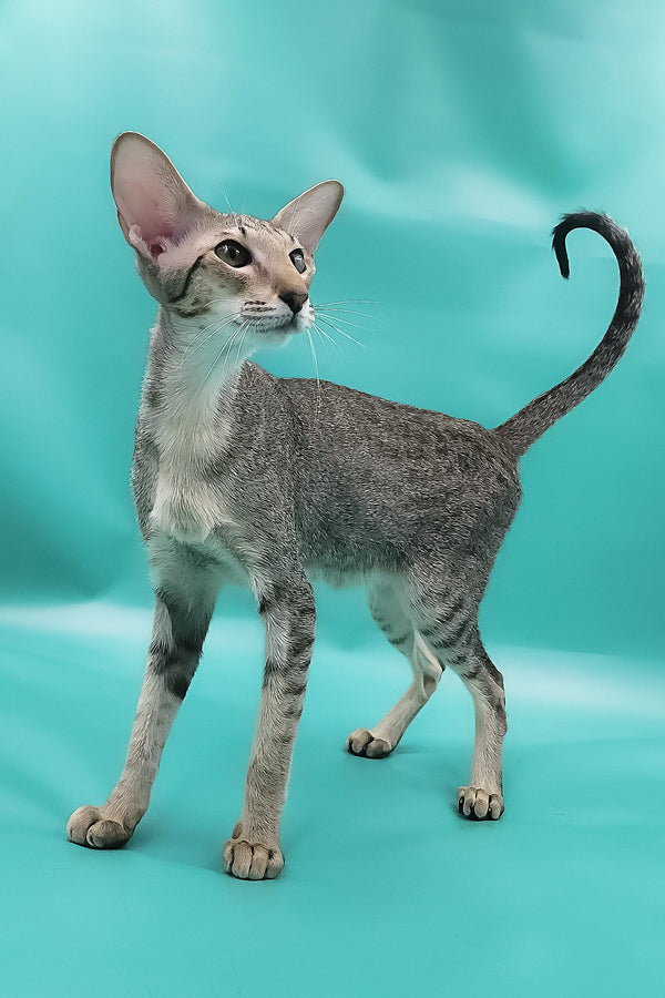 Layma | Oriental Shorthair Kitten