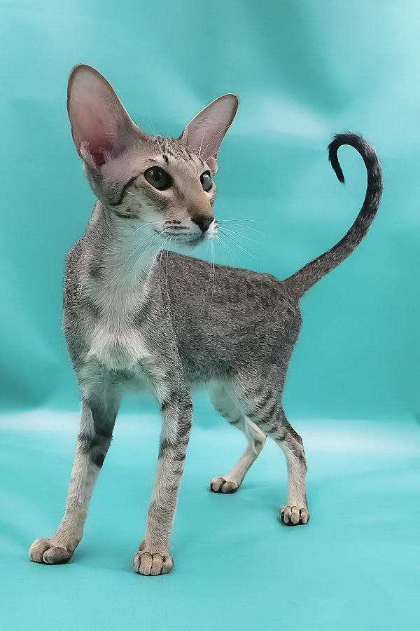 Layma | Oriental Shorthair Kitten