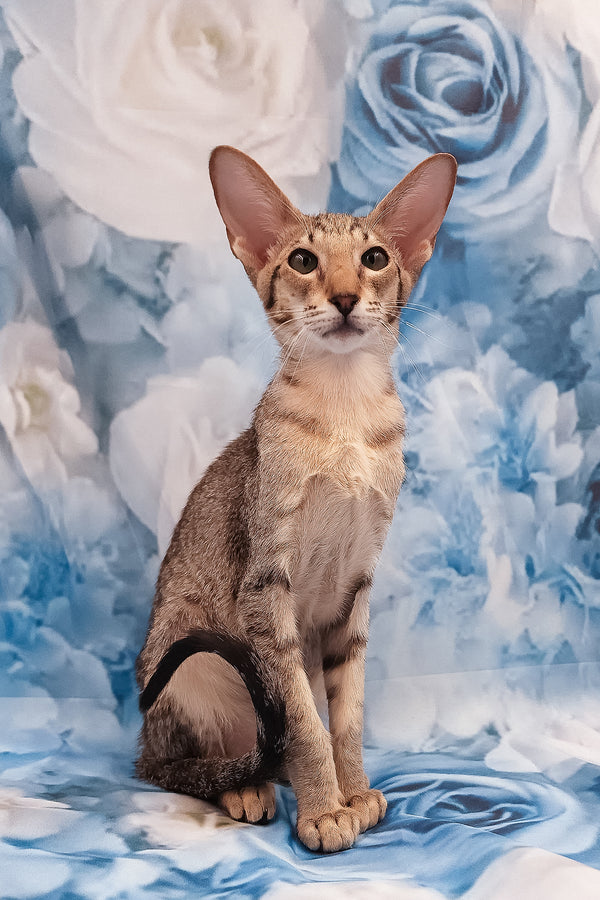 Layma | Oriental Shorthair Kitten