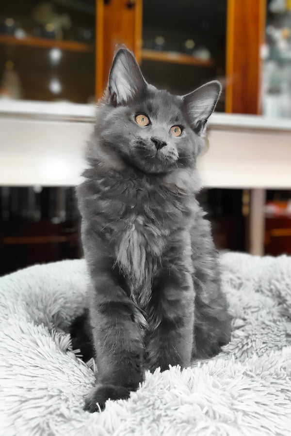 Lea  | Maine Coon Kitten