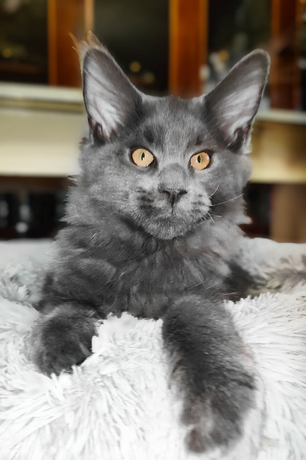 Lea  | Maine Coon Kitten