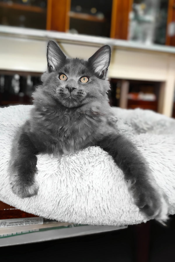 Lea  | Maine Coon Kitten