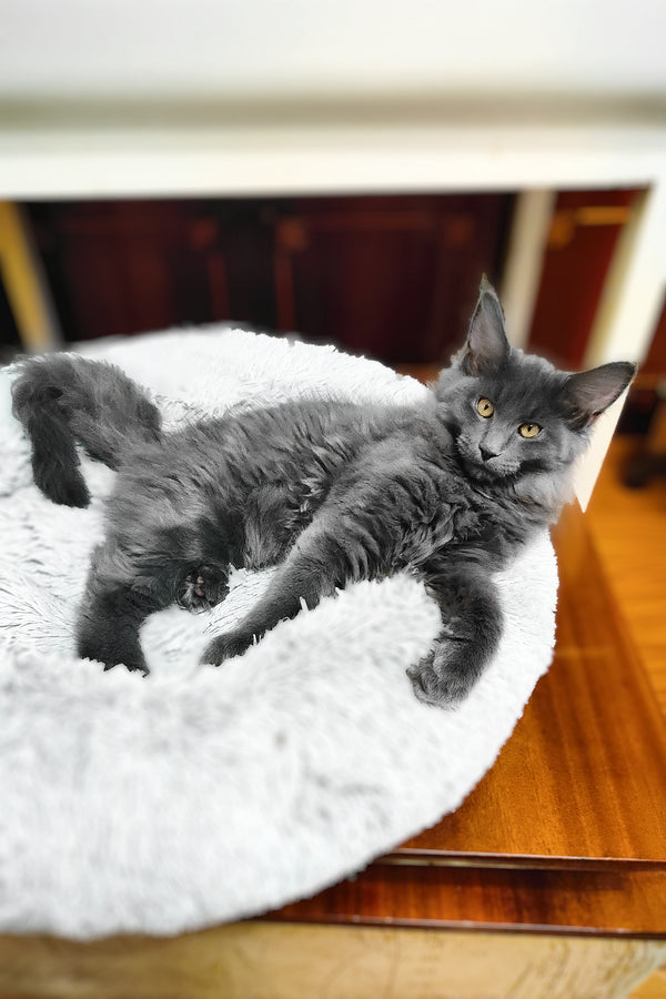 Lea  | Maine Coon Kitten
