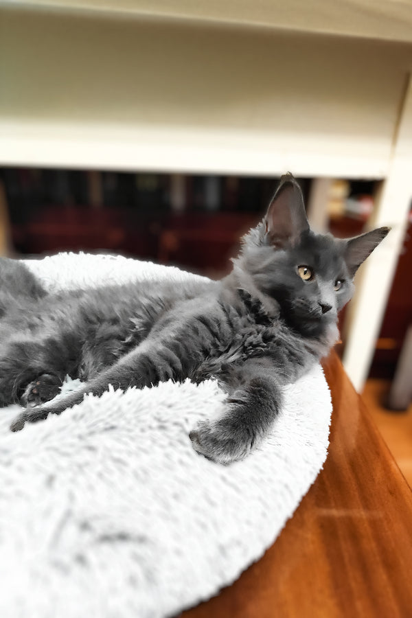 Lea  | Maine Coon Kitten