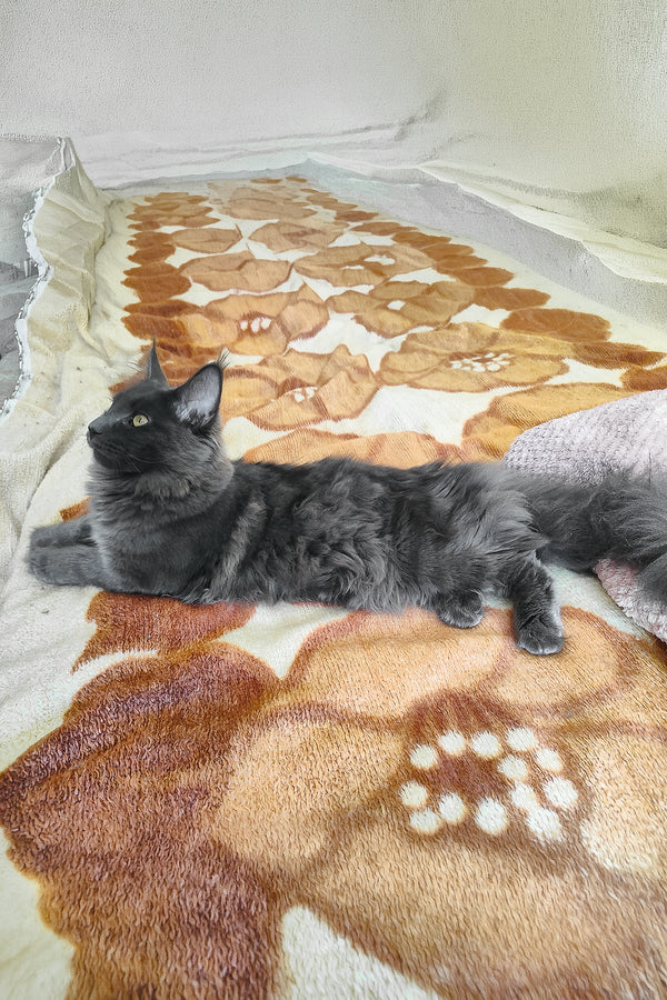 Lea  | Maine Coon Kitten