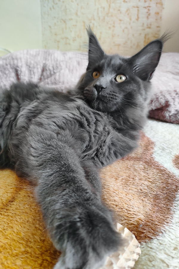 Lea  | Maine Coon Kitten