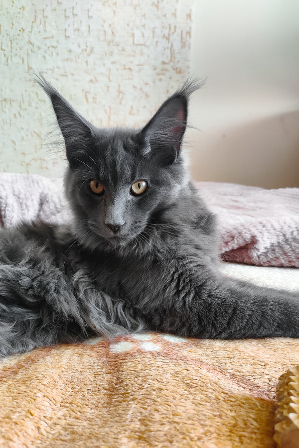 Lea  | Maine Coon Kitten