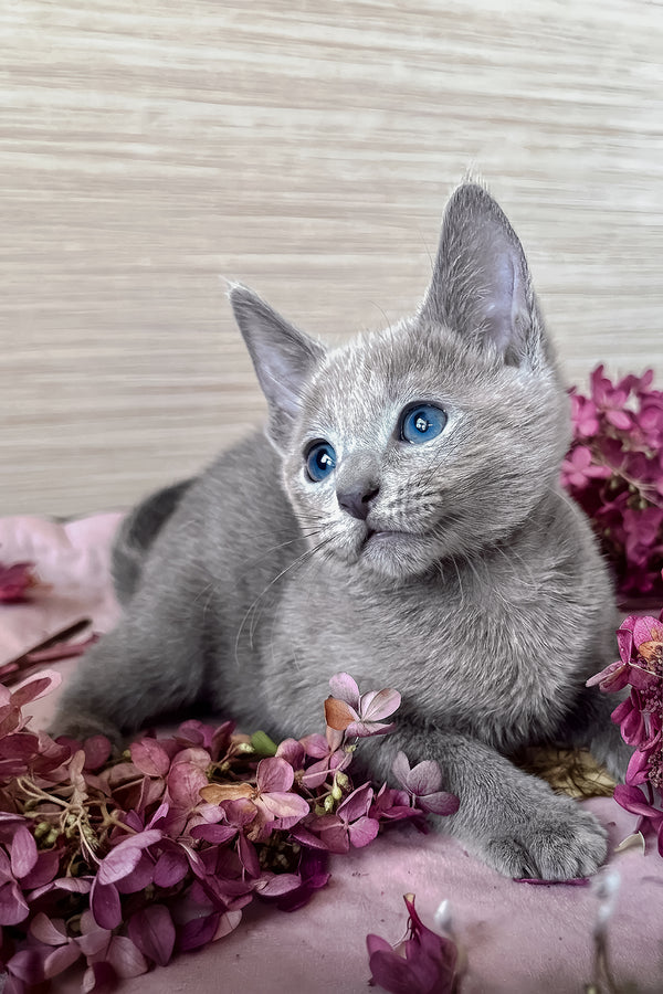 Ledy | Russian Blue Kitten