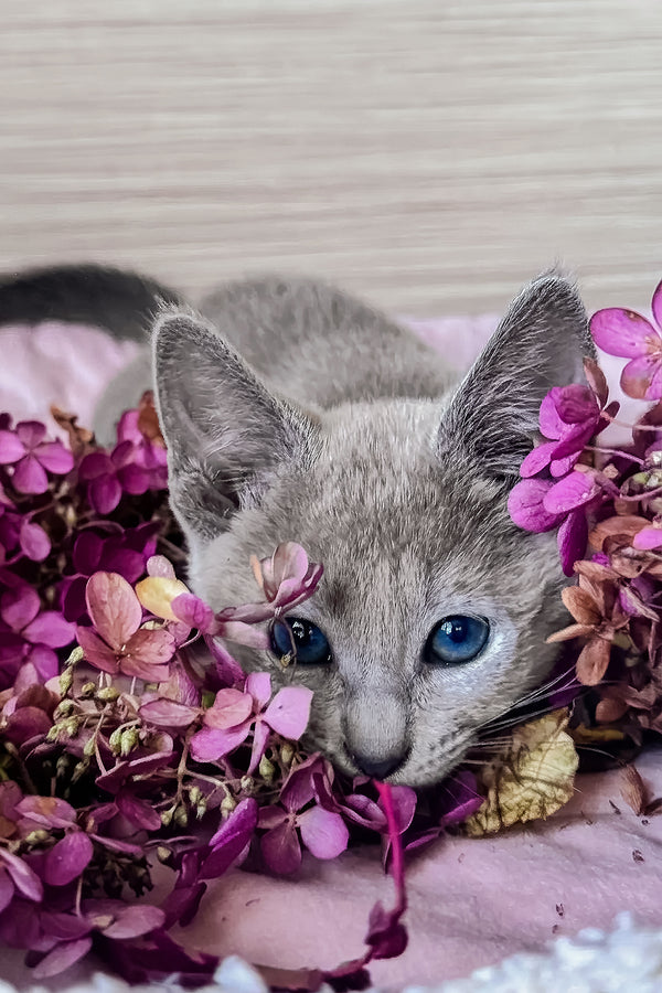 Ledy | Russian Blue Kitten