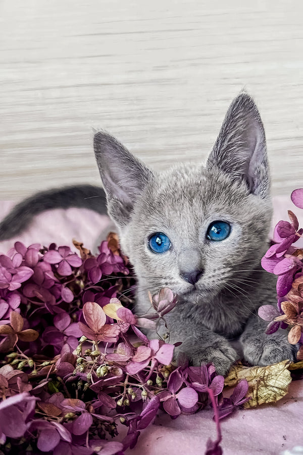 Ledy | Russian Blue Kitten