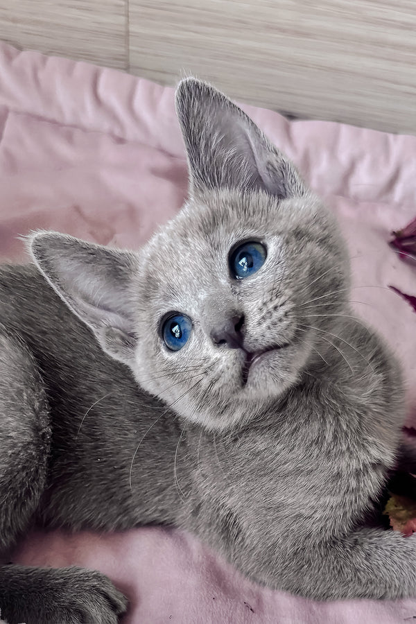 Ledy | Russian Blue Kitten
