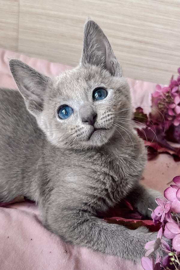 Ledy | Russian Blue Kitten