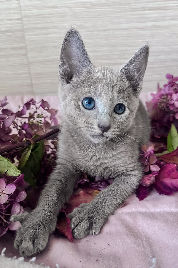 Ledy | Russian Blue Kitten