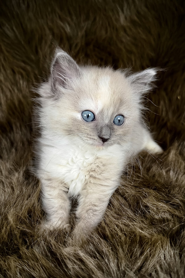 Leia | Cherubim Ragdoll Kitten