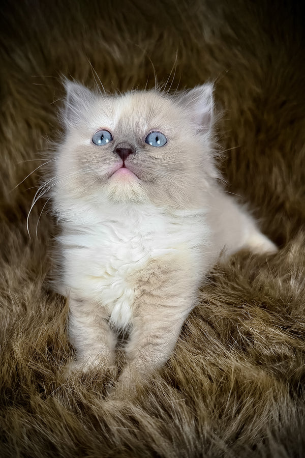 Leia | Cherubim Ragdoll Kitten