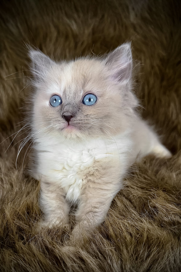 Leia | Cherubim Ragdoll Kitten