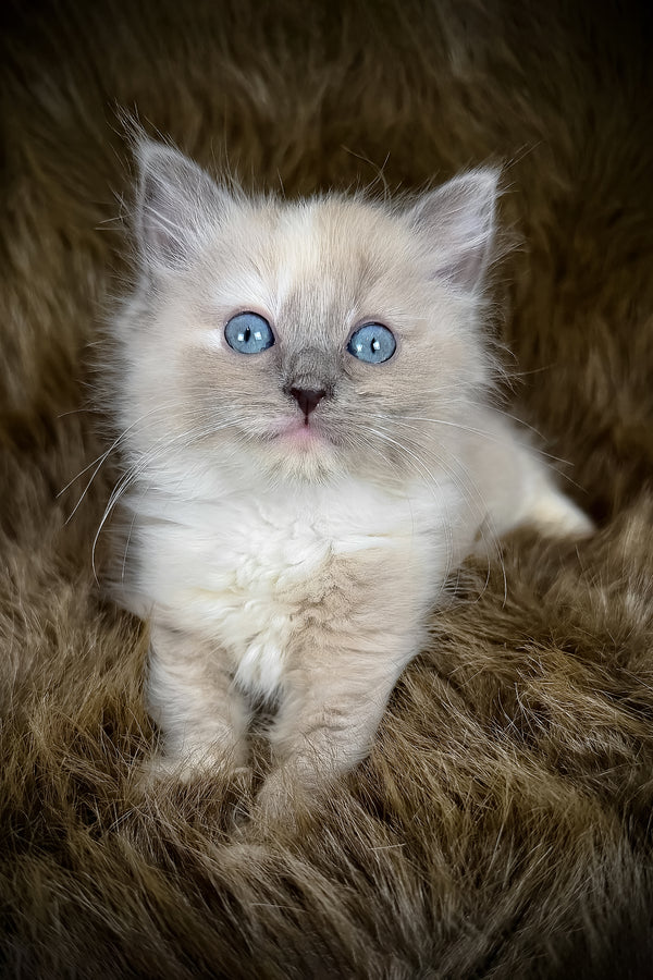 Leia | Cherubim Ragdoll Kitten