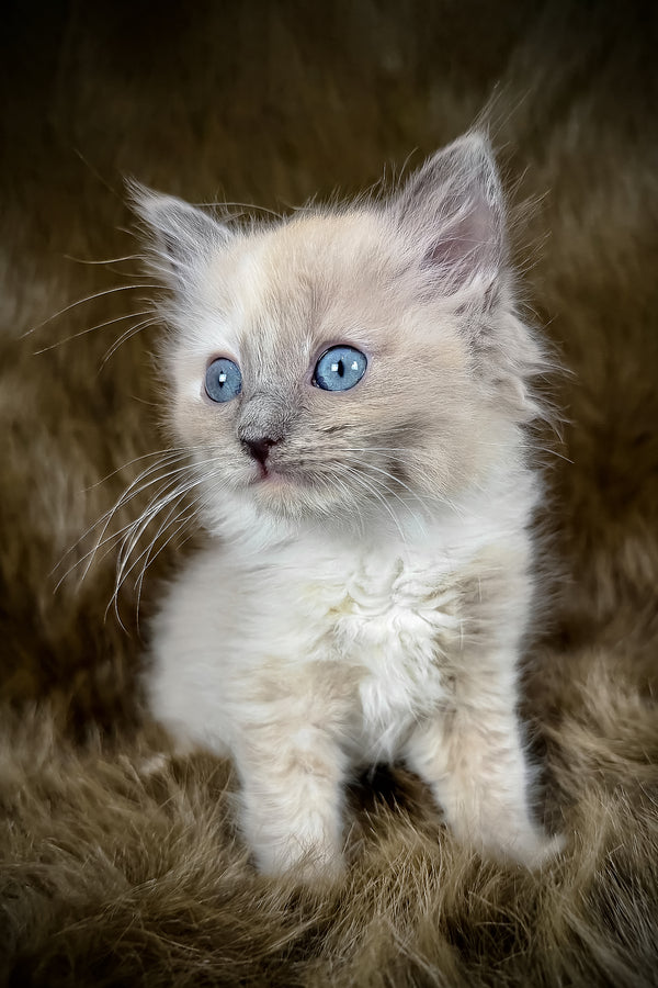 Leia | Cherubim Ragdoll Kitten