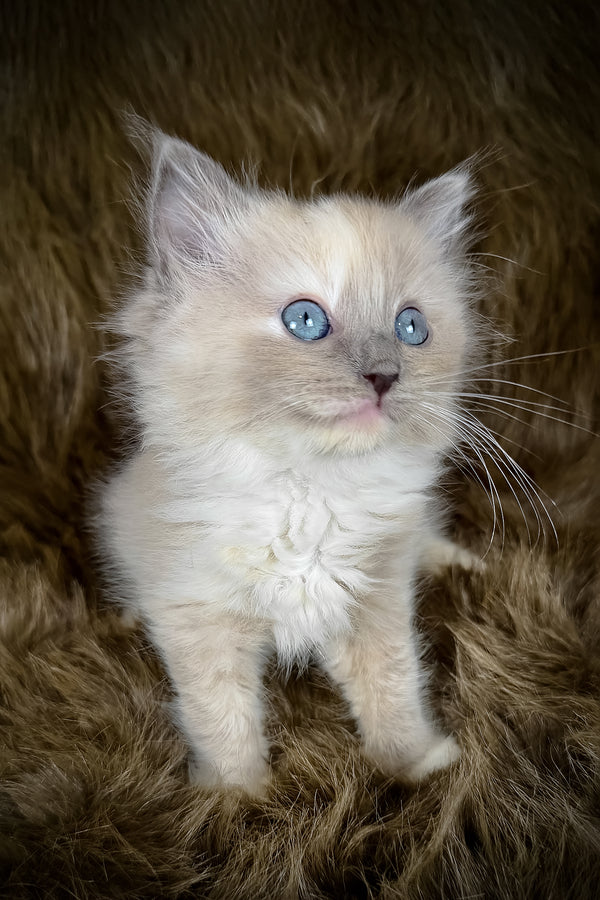 Leia | Cherubim Ragdoll Kitten