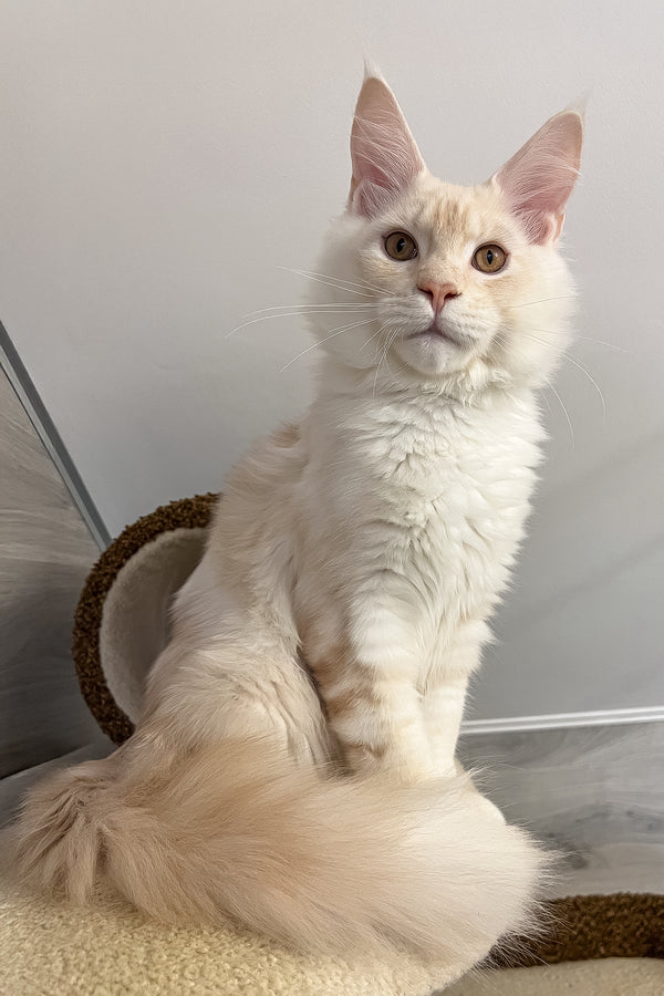 Leha | Maine Coon Kitten