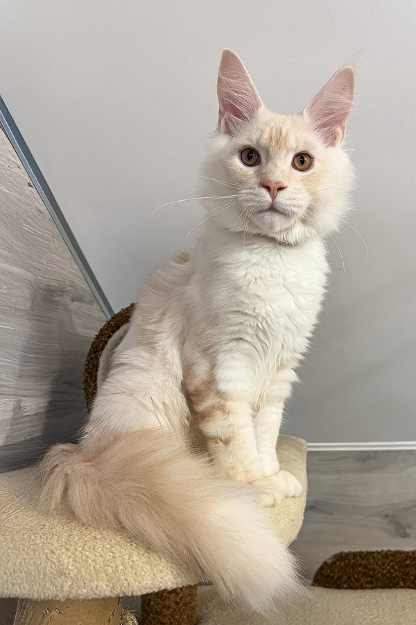 Leha | Maine Coon Kitten