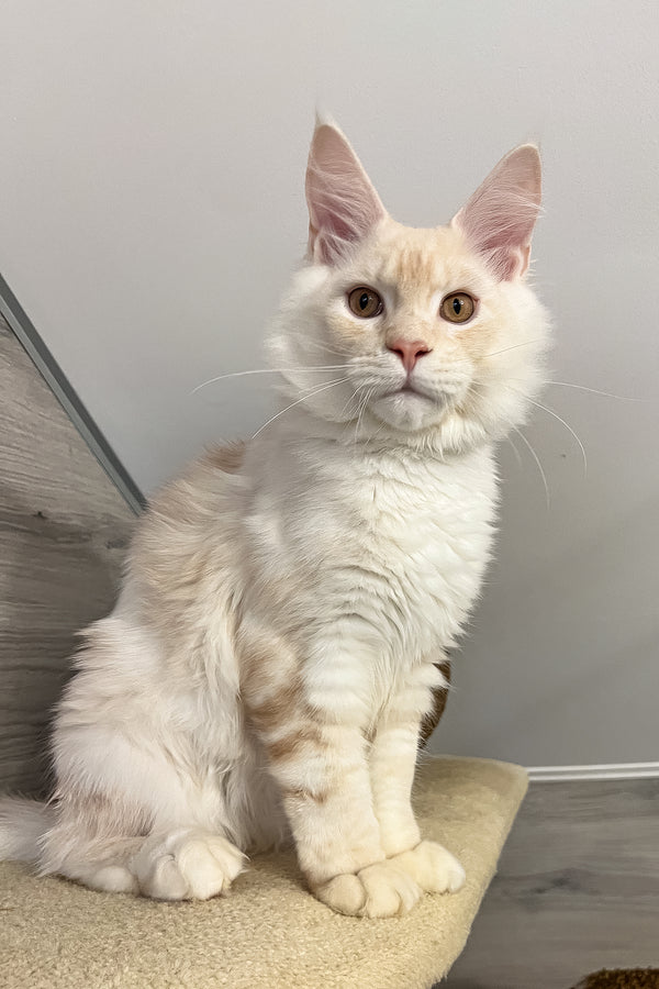 Leha | Maine Coon Kitten