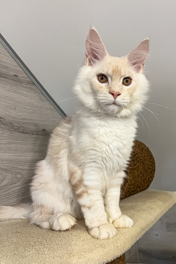 Leha | Maine Coon Kitten