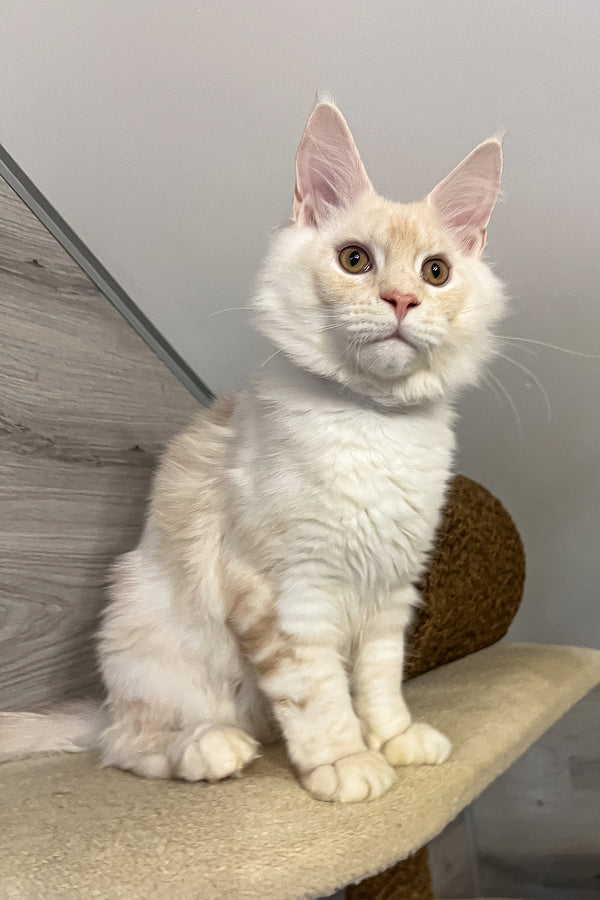 Leha | Maine Coon Kitten