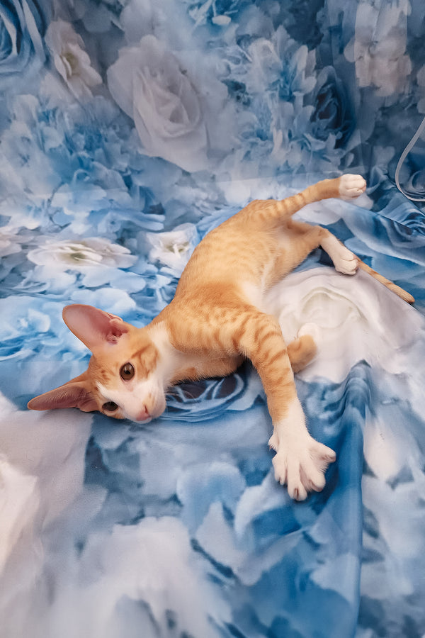 Lemon | Oriental Shorthair Kitten