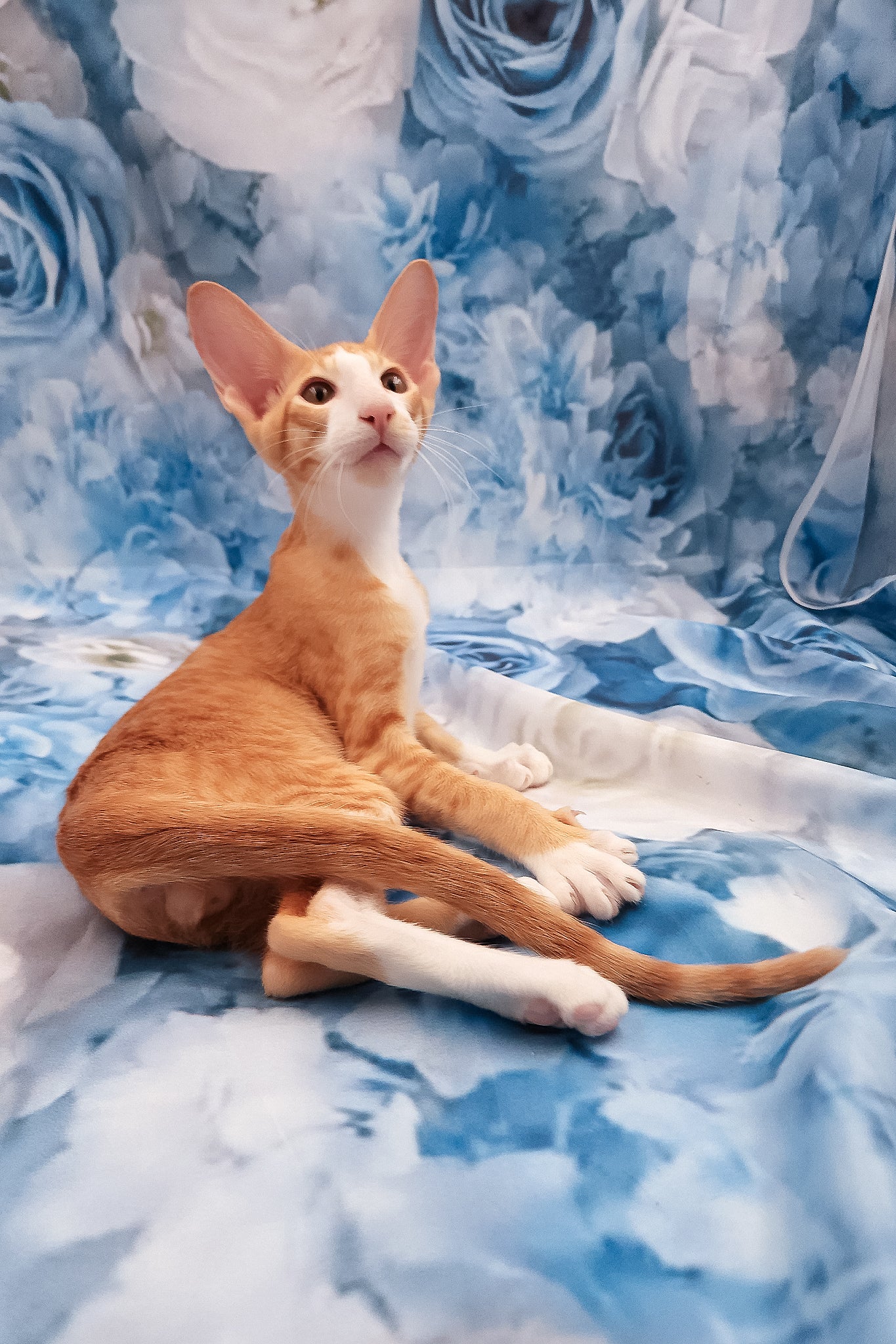 Lemon Oriental Shorthair Kitten with Green Eyes