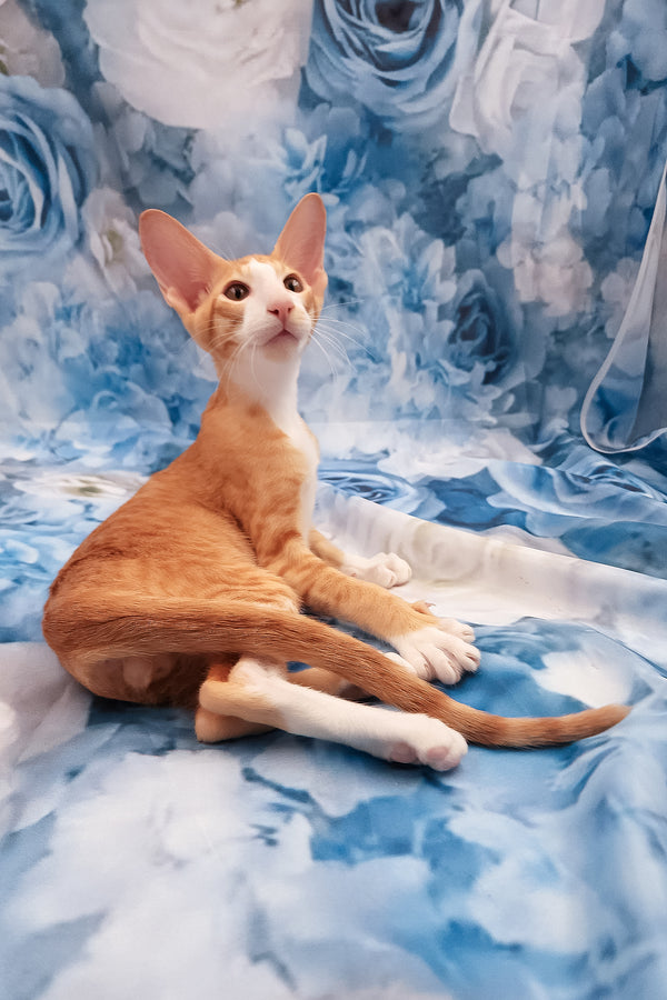 Lemon | Oriental Shorthair Kitten