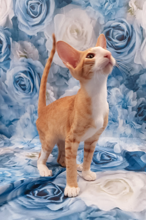 Lemon | Oriental Shorthair Kitten