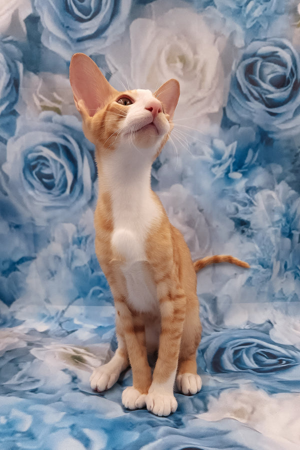 Lemon | Oriental Shorthair Kitten