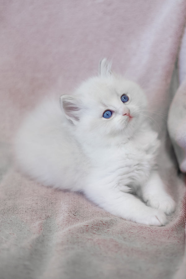 Lennox | Ragdoll Kitten