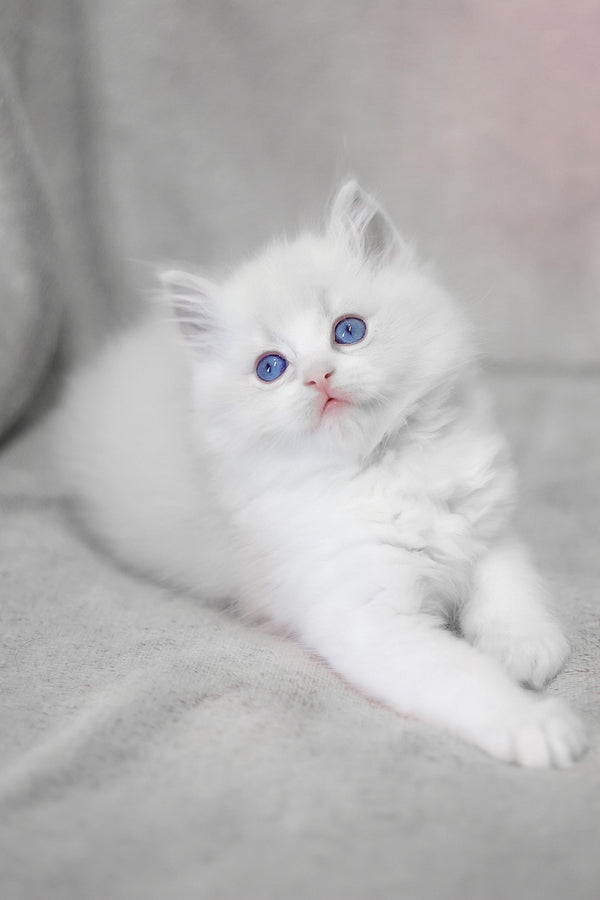 Lennox | Ragdoll Kitten