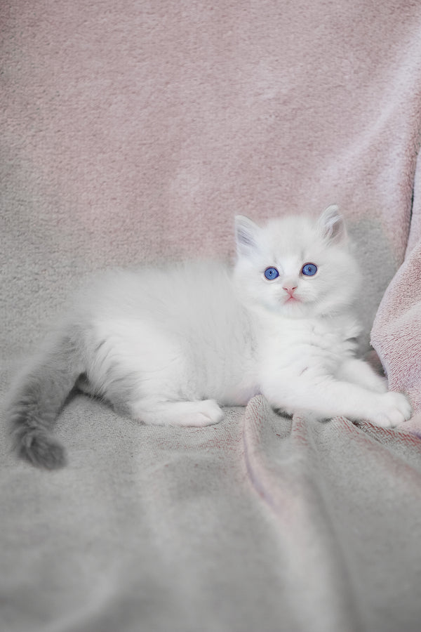Lennox | Ragdoll Kitten