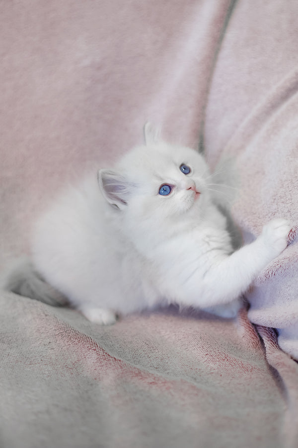 Lennox | Ragdoll Kitten