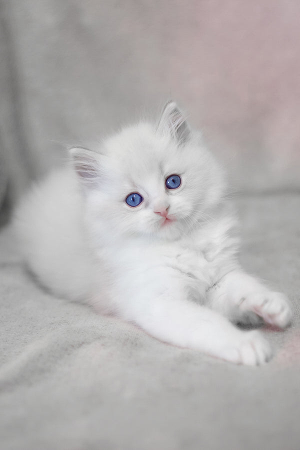 Lennox | Ragdoll Kitten