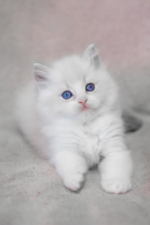 Lennox | Ragdoll Kitten