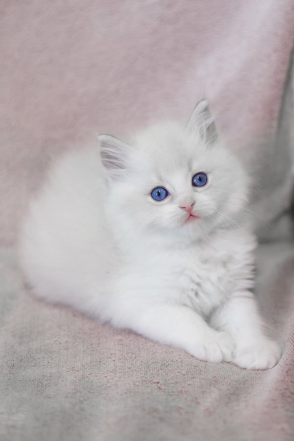 Lennox | Ragdoll Kitten