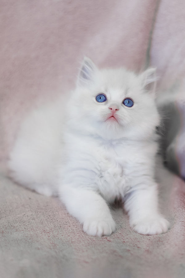 Lennox | Ragdoll Kitten